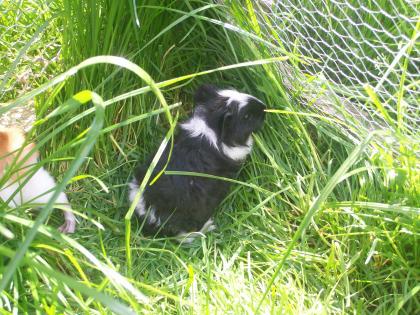 Junge Meerschweinchen