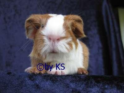 53844 1 KASTRAT 6. 3 Sheltie Texel US-Teddy Coronet suchen neues Heim