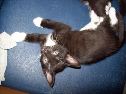 Katzenbabya Mix aus Burma Ägyptischer Mau und BKH