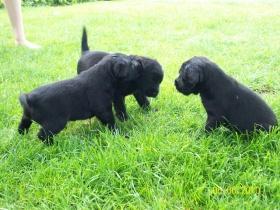 Labrador Retriever Mischlingswelpen schwarz bzw. weiss mit schwarzen Flecken