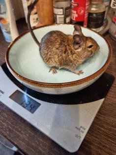 Degu Jungtiere abzugeben