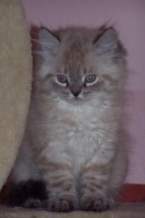Bildschöne Perser-Colorpoint Kitten