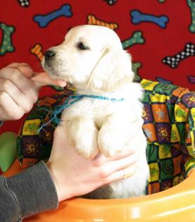 Super süße Labrador Welpen