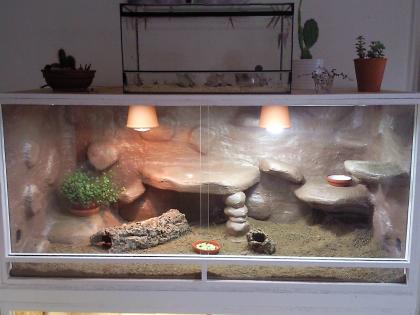 Terrarium 150x70x70 Komplett Farb-Bartiweibchen