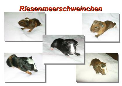 Cuy Riesenmeerschweinchen