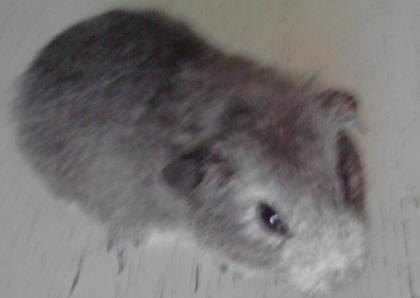 Meerschweinchen Babys