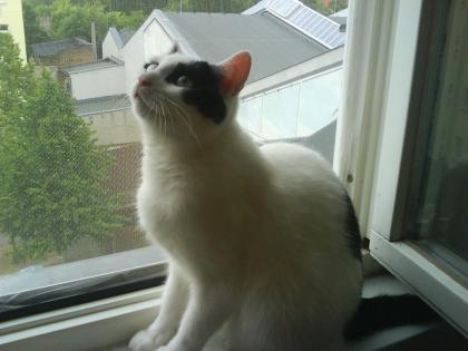 KATZE ZU VERSCHENKEN