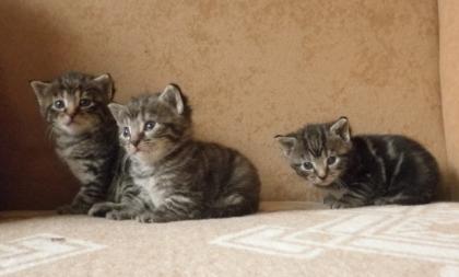 Sehr handzahme supersüße Katzenbabys abzugeben
