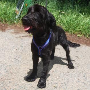 LAIKA Cocker-Schnauzer-Mix ca. 2 - 4 Jahre