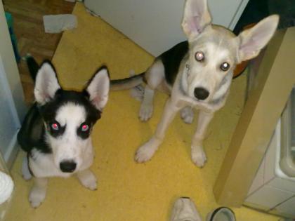 2 Wunderschöne Husky welpen ansehen lohnt