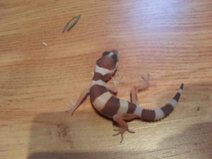 Biete Leopardgeckos NZ 2022