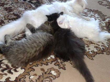 3 süße perser babykatzen zu verkaufen