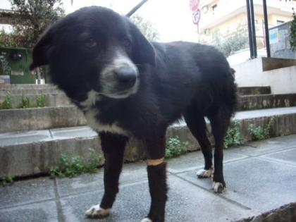 Danai-Sophie Border Collie Mix-Dame verschmust verspielt und intelligent