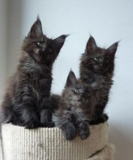 Maine Coon Kittens