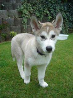 Super-süßer Husky Welpe rüde sucht liebevolles Zuhause
