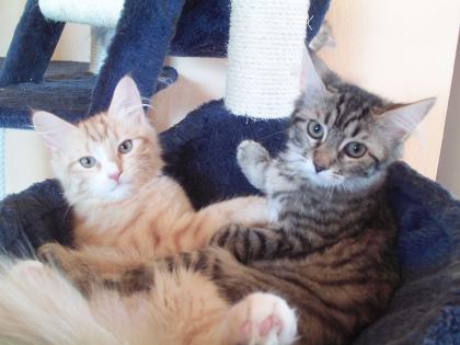 3 süße maine coon mix kitten zu verkaufen