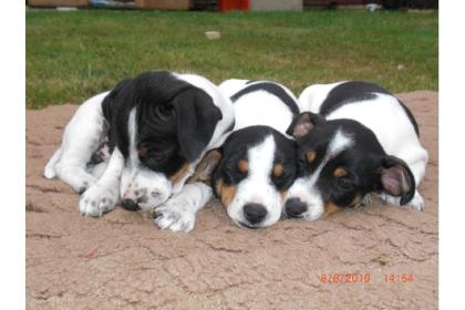 Jack Russel Welpen ab dem 18. 08. abzugeben