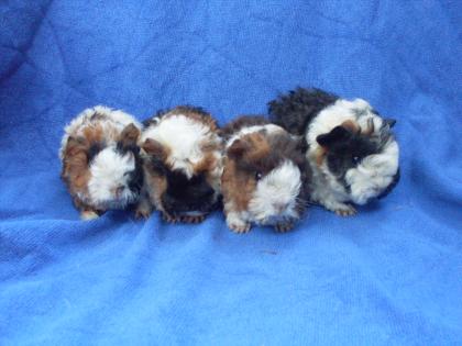 Super Süsse Meerschweinchenbabys abzugeben