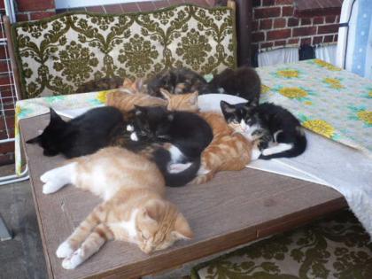 DRINGEND. Katzenbabys und 9 Monat alte Katzen abzugeben