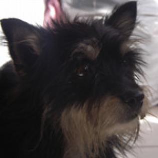 HEXI - Yorkshire Terrier Dame