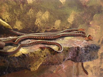 Gebe ab. Strumpfband nattern