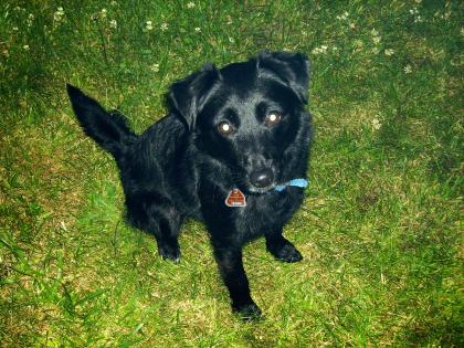 Ich bin LUCKY und suche ein liebes zu Hause