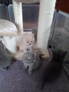 Reinrassige süße Britisch-Kurzhaar Kitten warten auf Dich