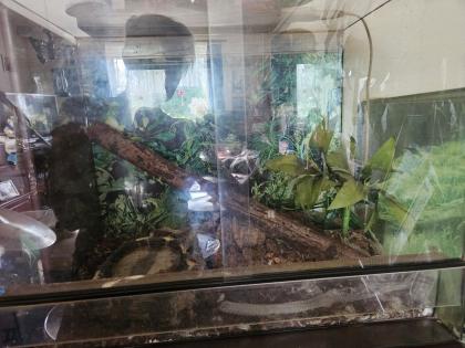 Königsnatter mit Terrarium