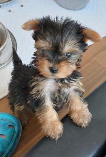 Bezaubernde Yorkshire Terrier Welpen mit Stammbaum