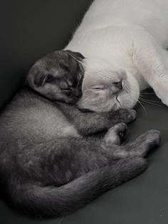 Britisch kurzhaar Kitten Scotisch Fold mix
