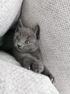 Russisch Blau Kitten sofort abgabebereit