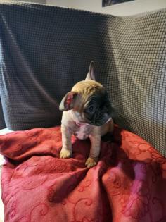 Französische Bulldoggen Baby s