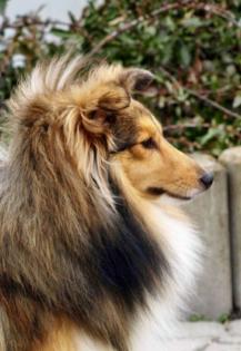 Sheltiewelpen Minicollie mit VDH-Papieren