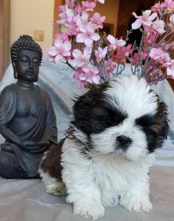 Bildschöne Shih Tzu Welpen aus VDH kontrollierter Hobbyzucht