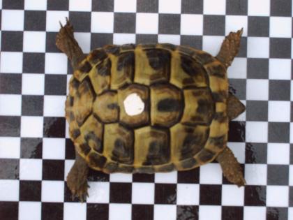 Griechische Landschildkröten Nachzucht 2022