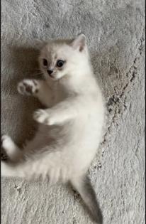 Abgabe bereite BKH blue point kitten