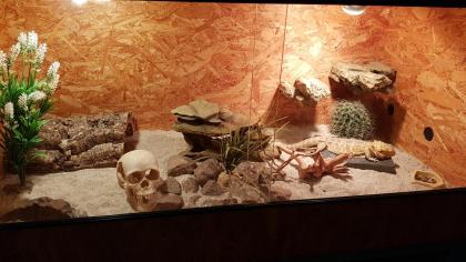 Bartagame männlich 8 J. mit Terrarium und Einrichtung