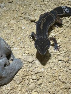 Leopard Geckos abzugeben