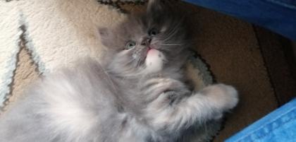 Edelmix Kitten Neva Masquarade Maine Coon
