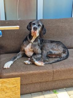 Deutsche Dogge Hündin