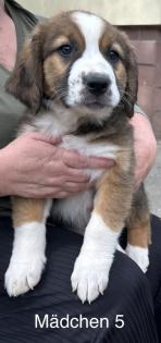 Berner Sennenhund Welpen