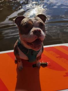 Old englisch Bulldog Rüde