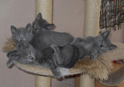Reinrassiges Kartäuser-Weibchen Kitte