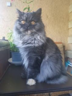 Chinchilla Perser Katze