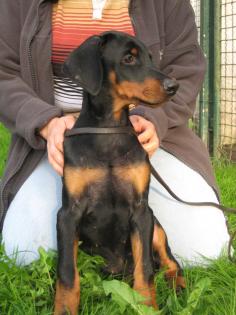 Dobermann Welpen