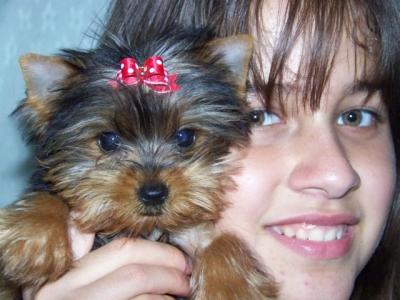 Suche Yorkshire Terrier Welpen oder Biewer