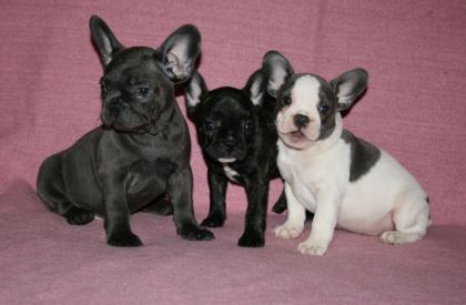 Französische Bulldoggen Welpen Blau Blauschecke