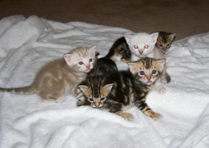 Bengal Kitten - Minileoparden fürs Wohnzimmer in braun snow und silver rosetted