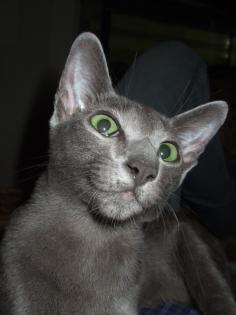 Suche Siam chocolat oder cinnamon Deckkater bzw. Okh