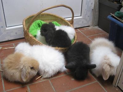 Wunderschöne langhaarige Kaninchen abzugeben Teddyzwergwidder